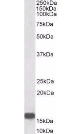 Goat anti-Neurogranin precursor Antibody