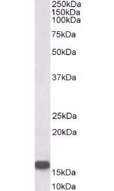 NRGN antibody