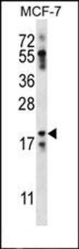 NRN1L antibody