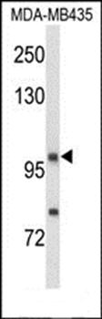 NRP1 antibody