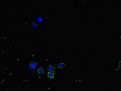 NRP2 antibody