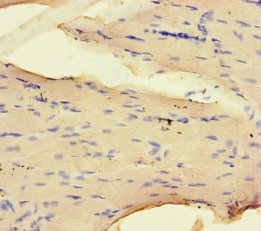 NRP2 Antibody