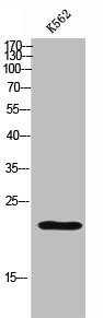 NRTN antibody