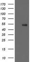 NSMCE2 Antibody