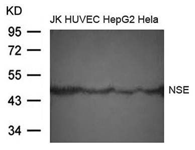 NSE Antibody