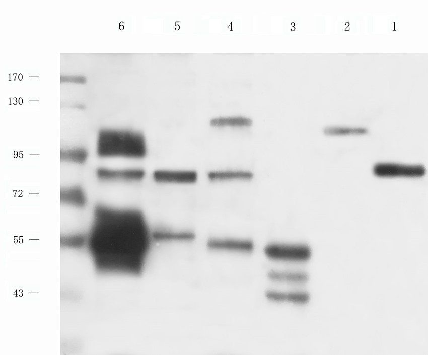 NSF antibody