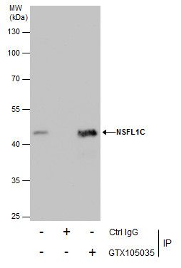 NSFL1C antibody