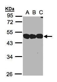 NSFL1C antibody [N1C2]