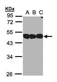 NSFL1C antibody