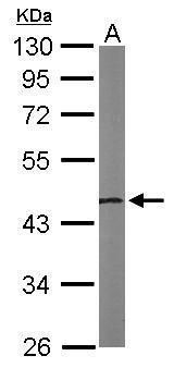 NSFL1C antibody