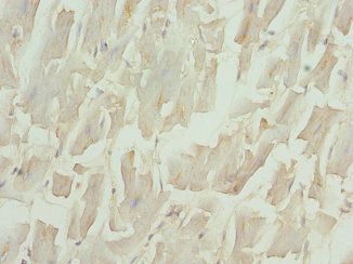 NPPB Antibody