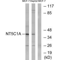 NT5C1A antibody