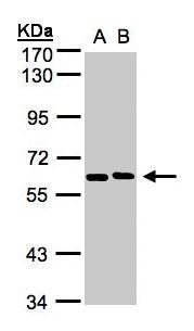 NT5C2 antibody [N2C1], Internal