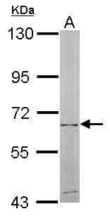 NT5C2 antibody [N2C1], Internal
