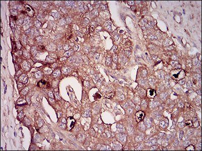 NT5E Antibody