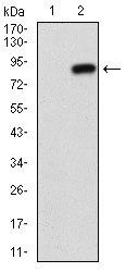 NT5E Antibody