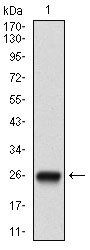 NT5E Antibody