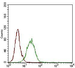 NT5E Antibody