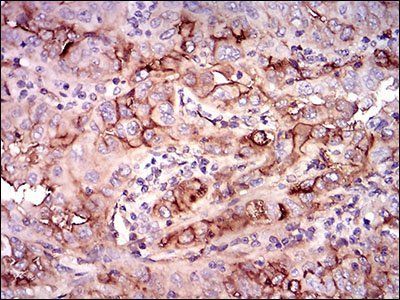 NT5E Antibody