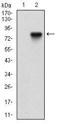 NT5E Antibody