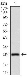 NT5E Antibody