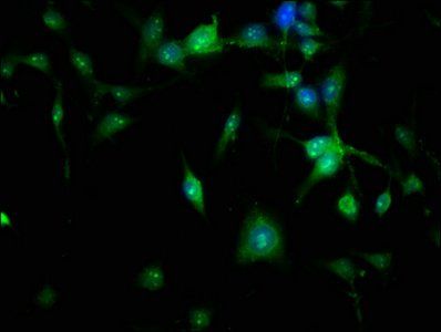 NTAN1 antibody