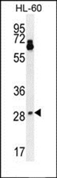 NTF3 antibody