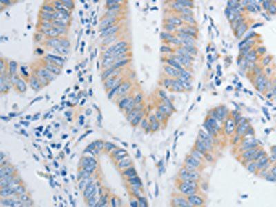 NTF4 Antibody