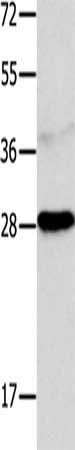 NTF4 antibody