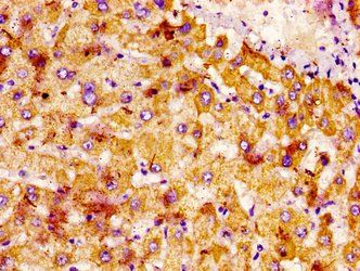 NTN1 Antibody