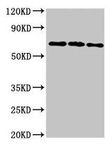 NTN1 Antibody