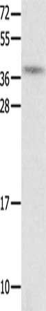 NTS Antibody