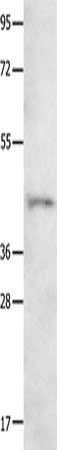 NTSR1 Antibody