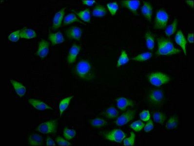 NTSR2 Antibody