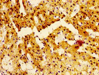 NTSR2 Antibody