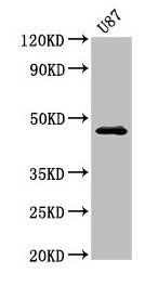 NTSR2 Antibody