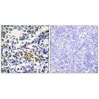 NUB1 Antibody