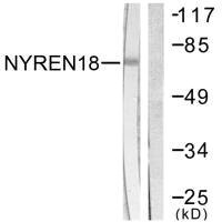 NUB1 antibody