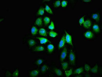 NUBP2 antibody