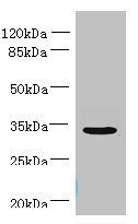 NUBPL antibody