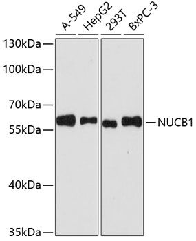 NUCB1 antibody