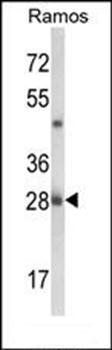 NUCKS1 antibody