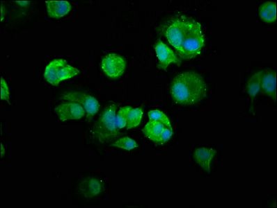 Nuclear factor NF-kappa-B p105 subunit 1 antibody