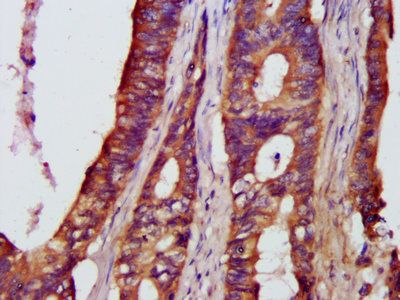 Nuclear factor NF-kappa-B p105 subunit 1 antibody