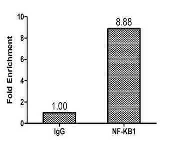 Nuclear factor NF-kappa-B p105 subunit 1 antibody