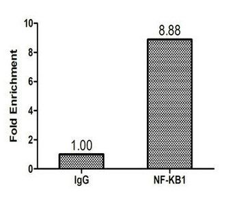 NFKB1 Antibody