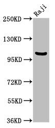 Nuclear factor NF-kappa-B p105 subunit 1 antibody