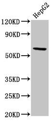 Nuclear R ROR-gamma antibody