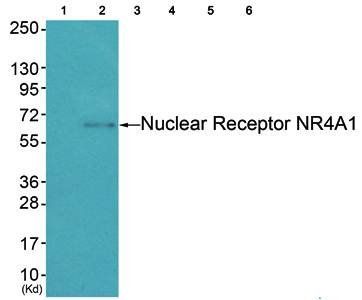 Nuclear Receptor NR4A1 (Ab-351) Antibody