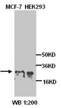 Nucleolar protein 3 Rabbit Polyclonal Antibody